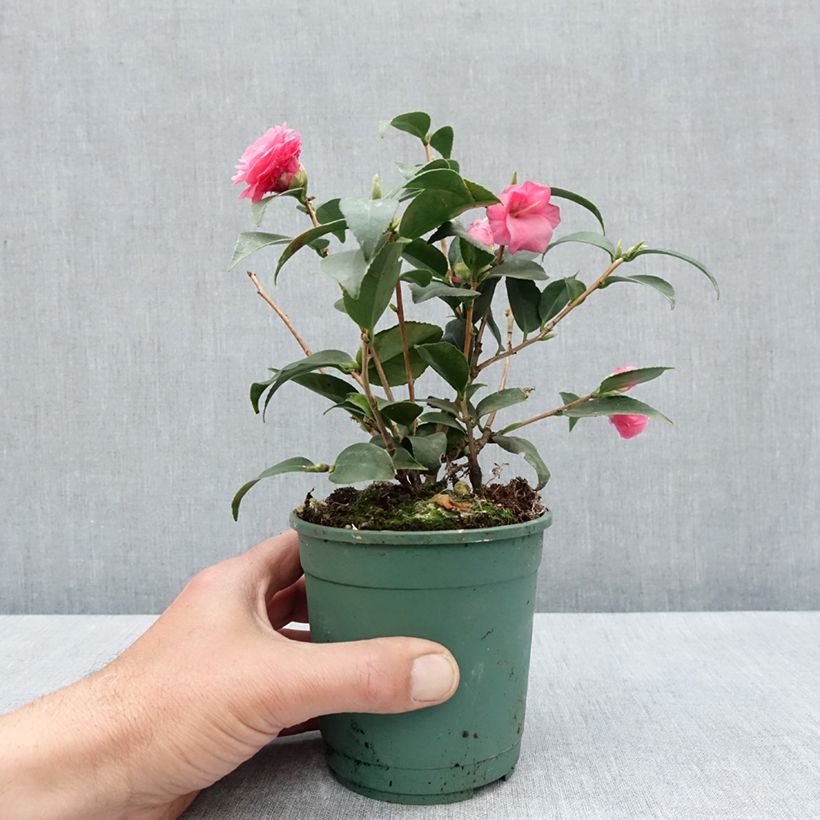 Camellia Spring Festival 12cm pot sample as delivered in spring
