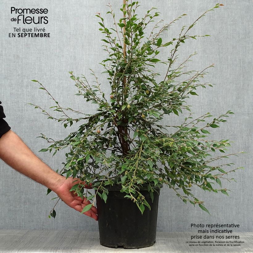 Camellia rosthoriana Cupido 7.5L/10L pot sample as delivered in autumn