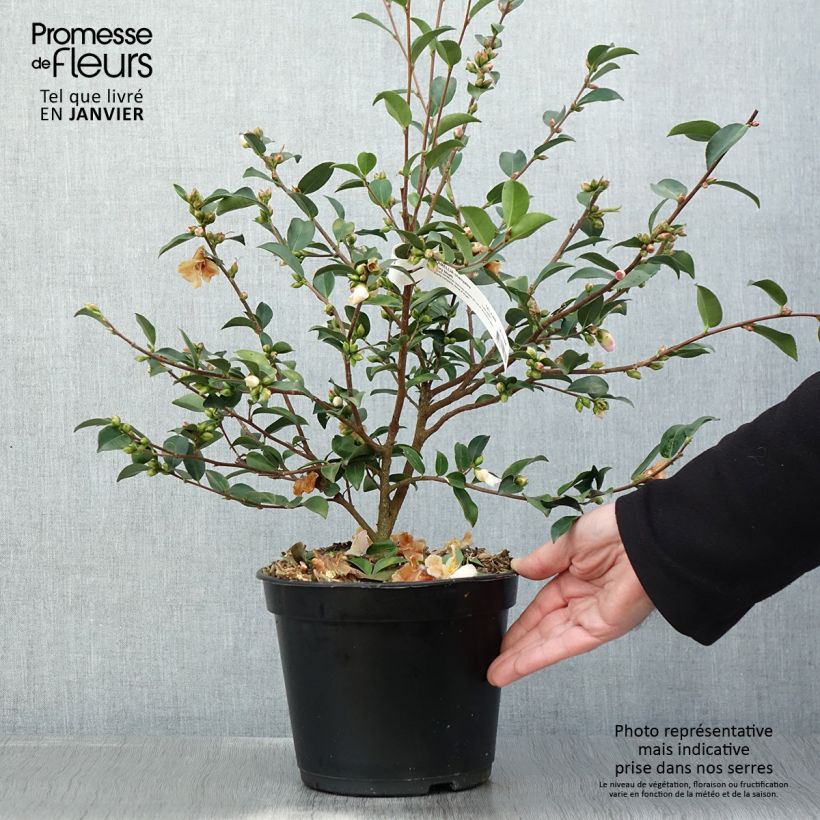 Camellia lutchuensis Fairy Blush 3L/4L pot sample as delivered in winter