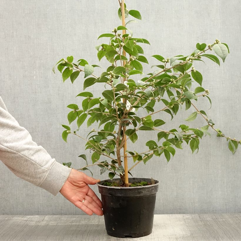 Camellia Gay Baby 4L/5L pot sample as delivered in autumn