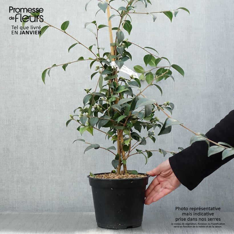 Camellia Gay Baby 4L/5L pot sample as delivered in winter