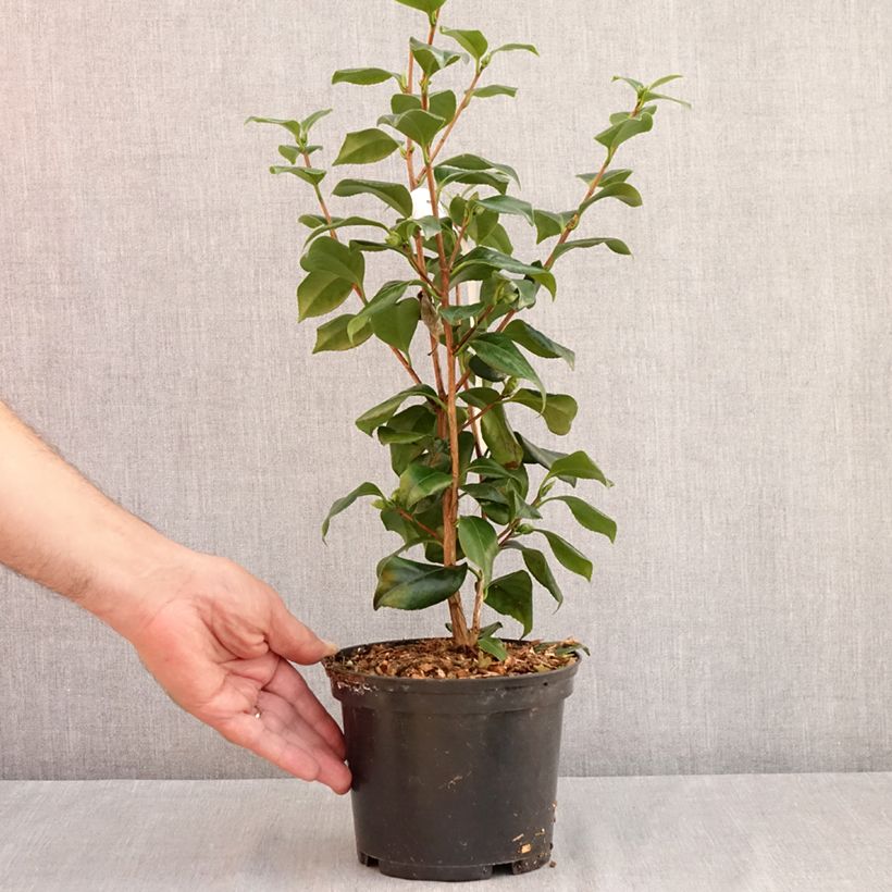 Classic Camellia - Camellia japonica Sweet Olive 2L/3L pot sample as delivered in summer