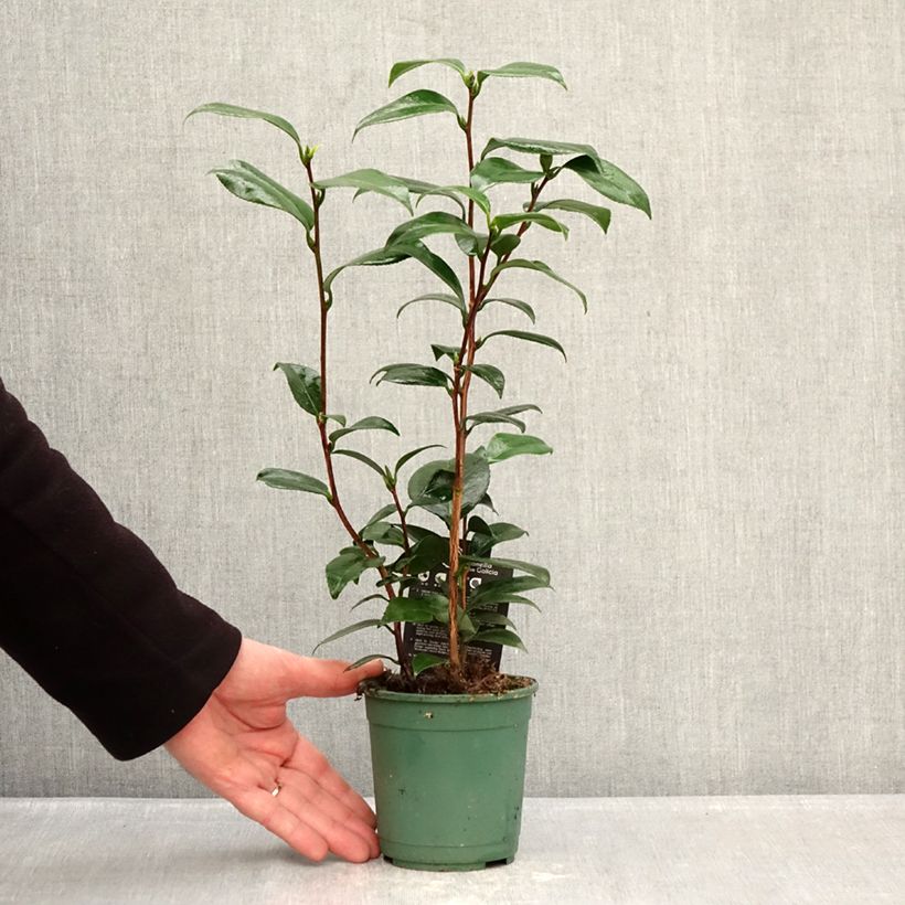 Camellia Nuccios Pearl 12cm pot sample as delivered in winter