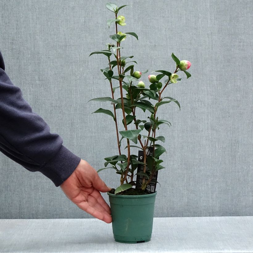 Camellia Nuccios Pearl 12cm pot sample as delivered in spring
