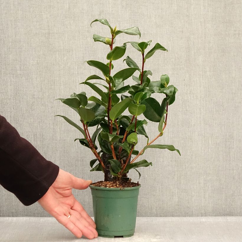 Camellia japonica Comte de Gomer 12cm pot sample as delivered in winter