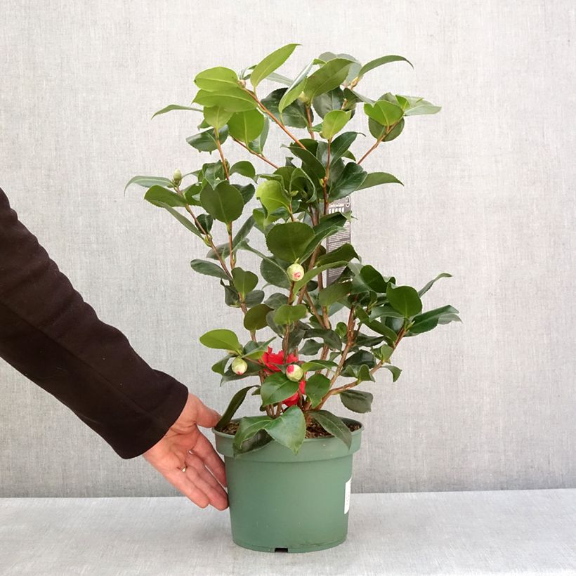 Camellia japonica Comte de Gomer 2L/3L pot sample as delivered in winter