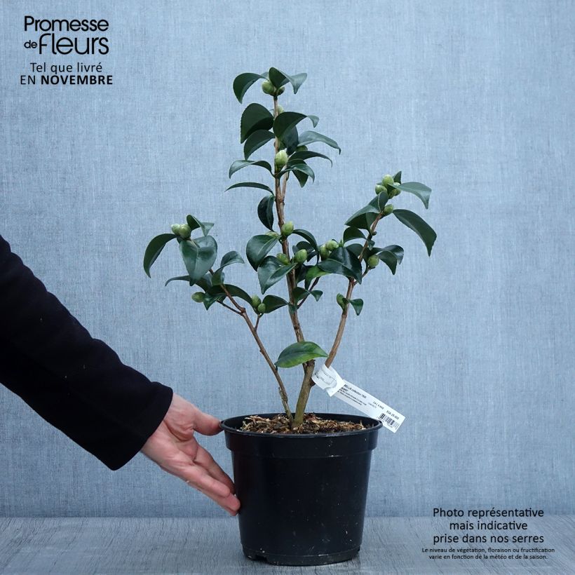 Camellia japonica Coquetti 4L/5L pot sample as delivered in autumn