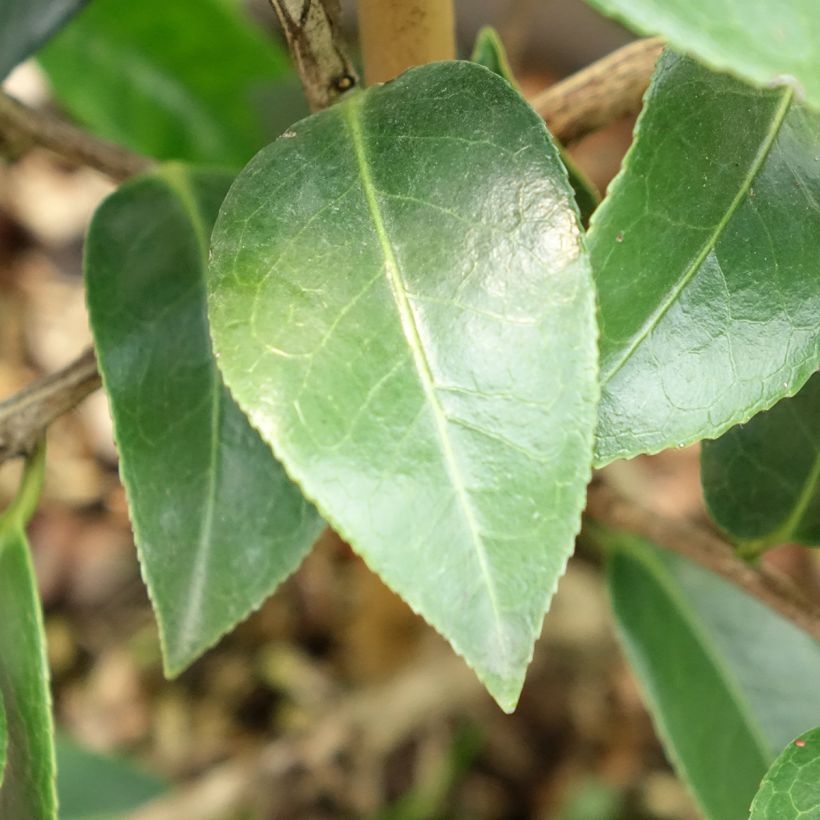 Camellia saluenensis Autumn Jewel (Foliage)