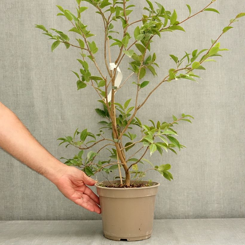 Camellia saluenensis Autumn Jewel 4L/5L pot sample as delivered in summer