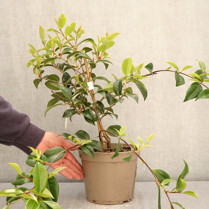 Camellia saluenensis Autumn Jewel 4L/5L pot sample as delivered in spring