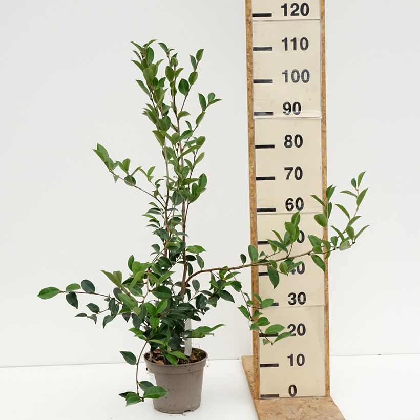 Camellia sasanqua Narumi Gaita 4L/5L pot sample as delivered in summer