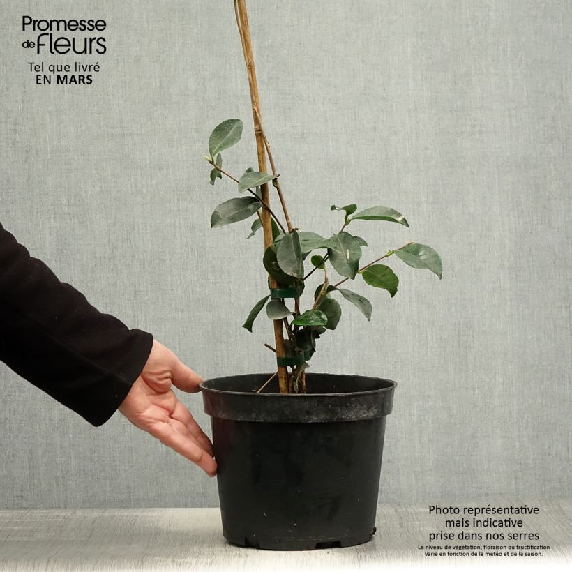 Camellia sasanqua Narumi Gaita 4L/5L pot sample as delivered in spring