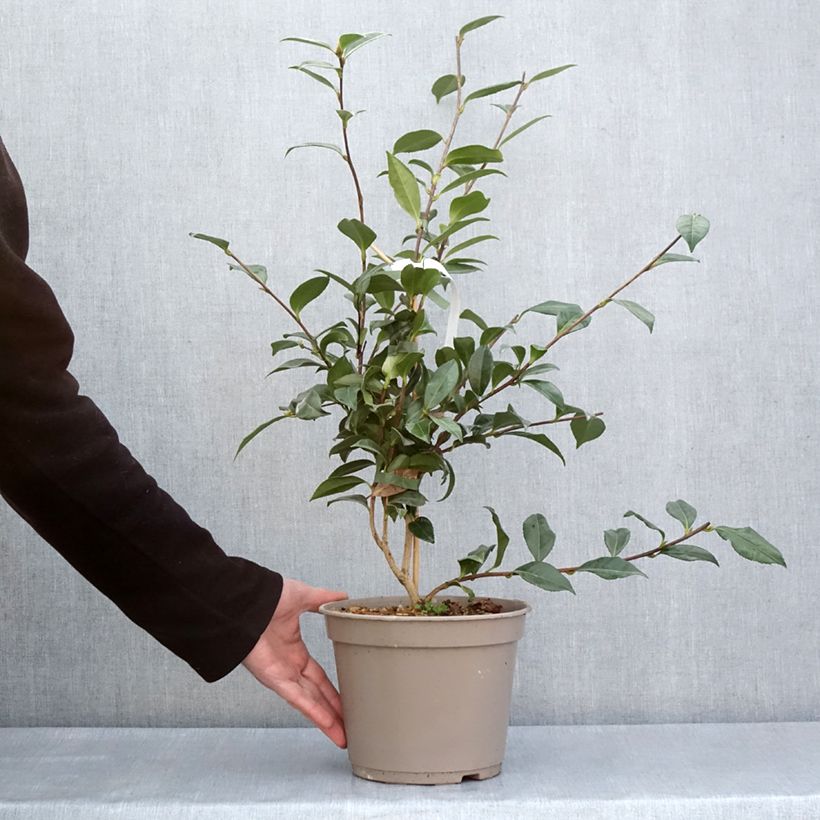 Camellia sasanqua Early Pearly 4L/5L pot sample as delivered in spring