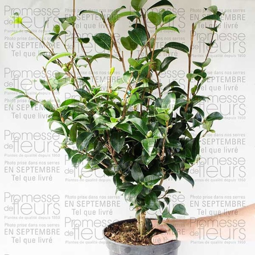 Example of Camellia sasanqua Fukusutsumi 4L/5L pot specimen as delivered