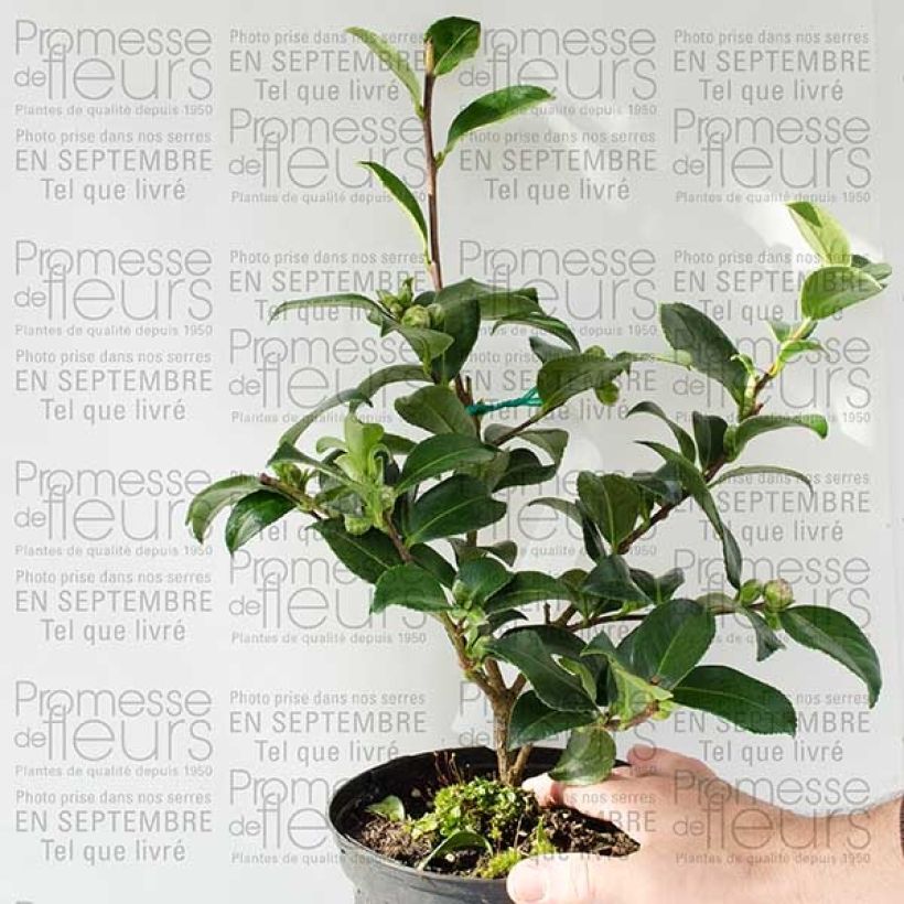Example of Camellia hiemalis Interlude 4L/5L pot specimen as delivered