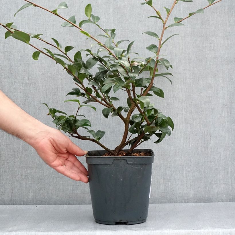 Camellia sasanqua Kanjiro 3L/4L pot sample as delivered in spring