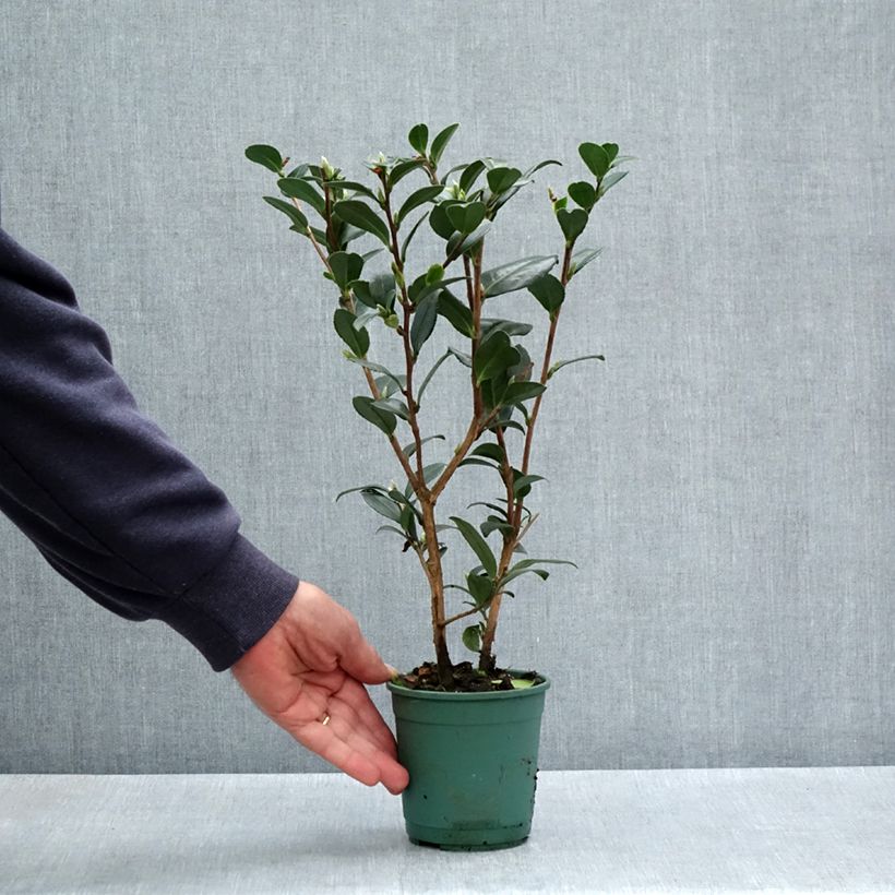 Camellia Yuletide 12cm pot sample as delivered in spring