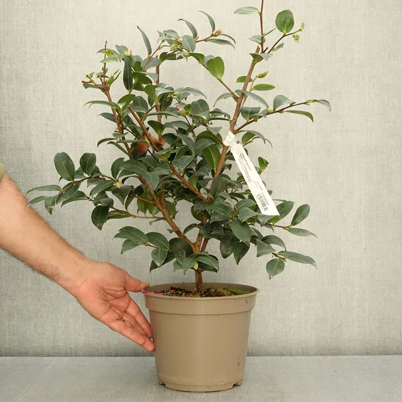 Camellia sasanqua Hiryu 4L/5L pot sample as delivered in autumn
