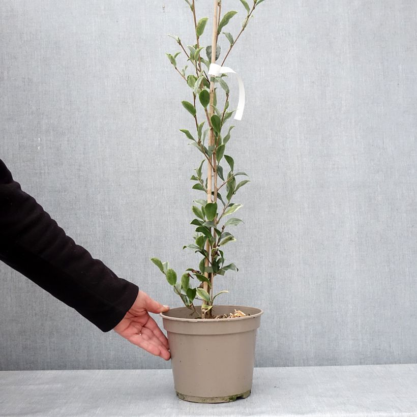 Camellia sasanqua Variegata 4L/5L pot sample as delivered in winter