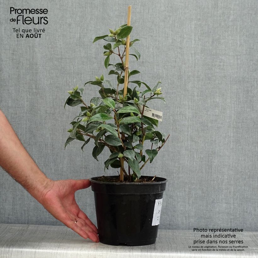 Camellia  williamsii Donation 2L/3L pot sample as delivered in summer