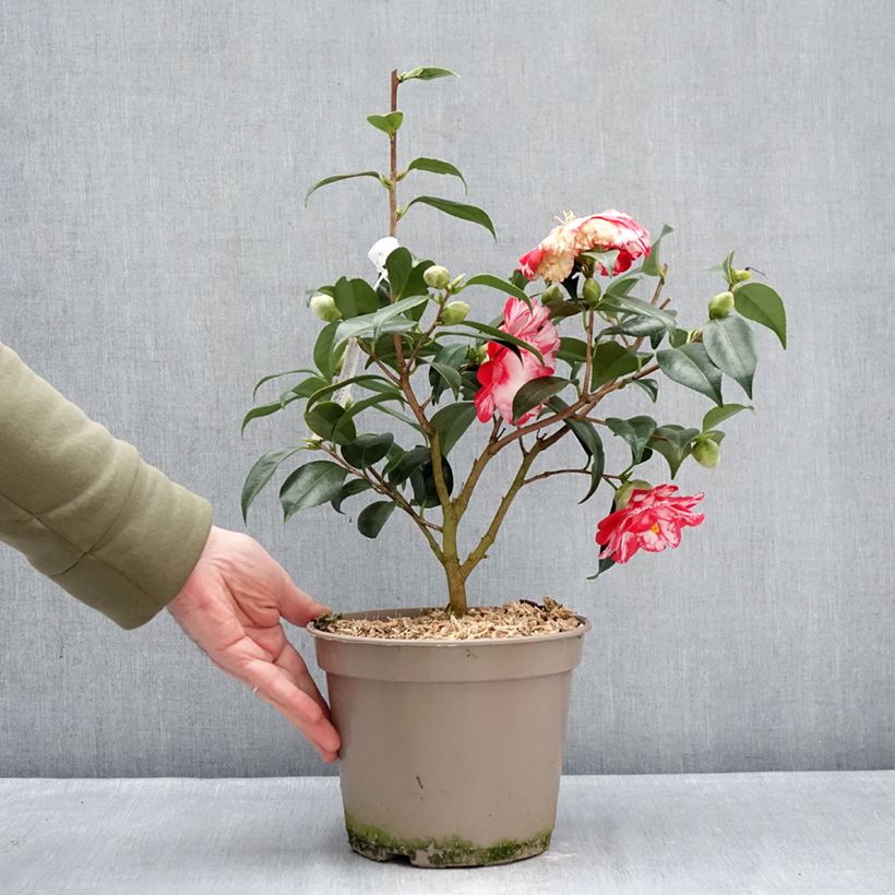 Camellia japonica Donckelarii 4L/5L pot sample as delivered in winter