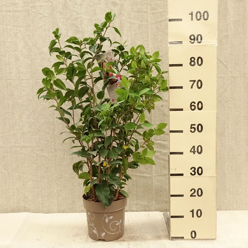 Camellia japonica Three Sisters (Red, Pink White) 6L/7L pot sample as delivered in autumn