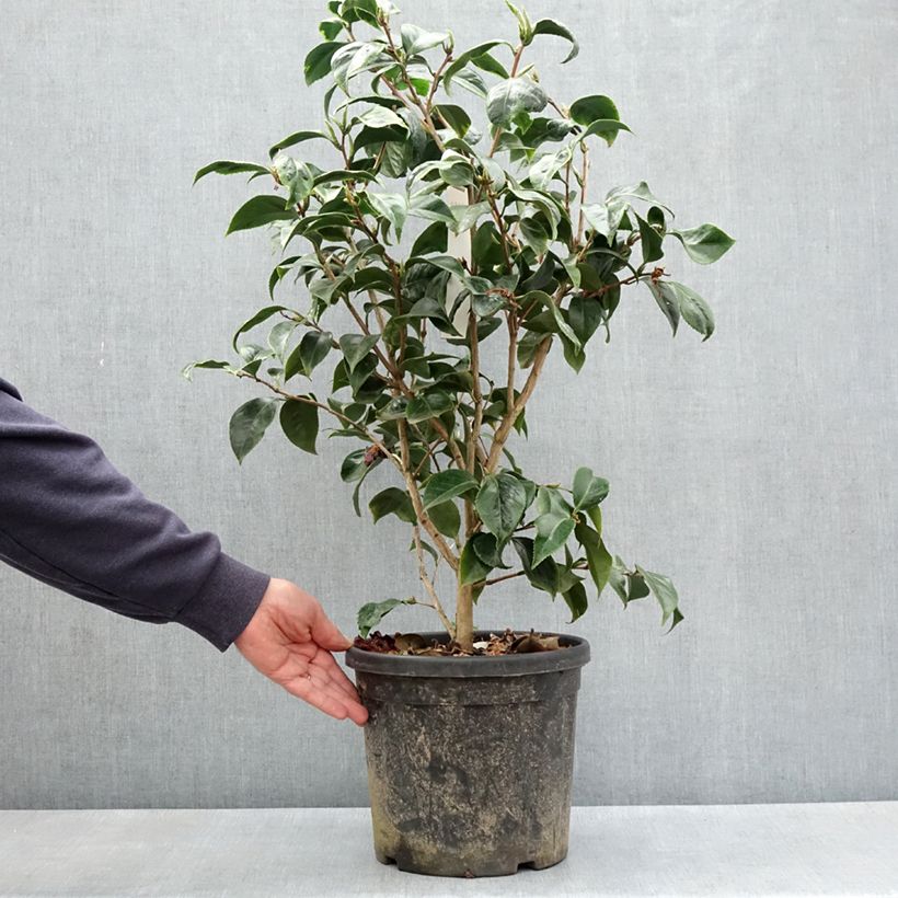 Camellia japonica Painter's Palette - Japanese Camellia 4L/5L pot sample as delivered in spring