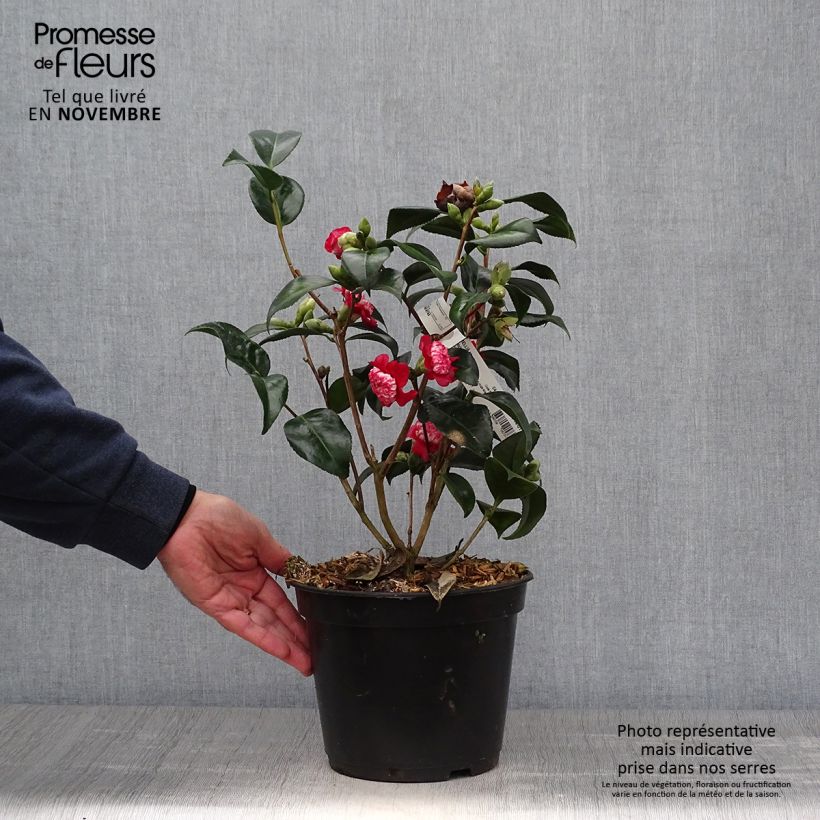 Camellia japonica Lipstick 4L/5L pot sample as delivered in autumn