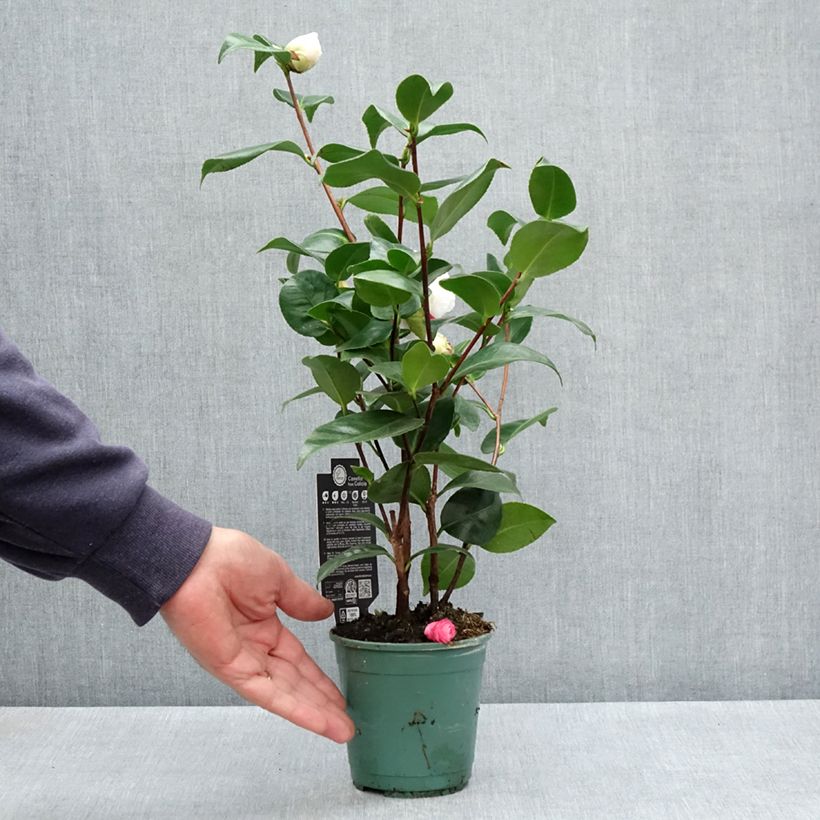 Camellia japonica Margaret Davis 12cm pot sample as delivered in spring