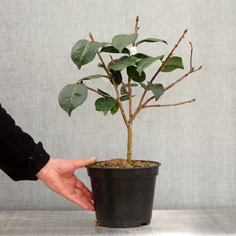 Camellia japonica Marie-Galante 4L/5L pot sample as delivered in spring
