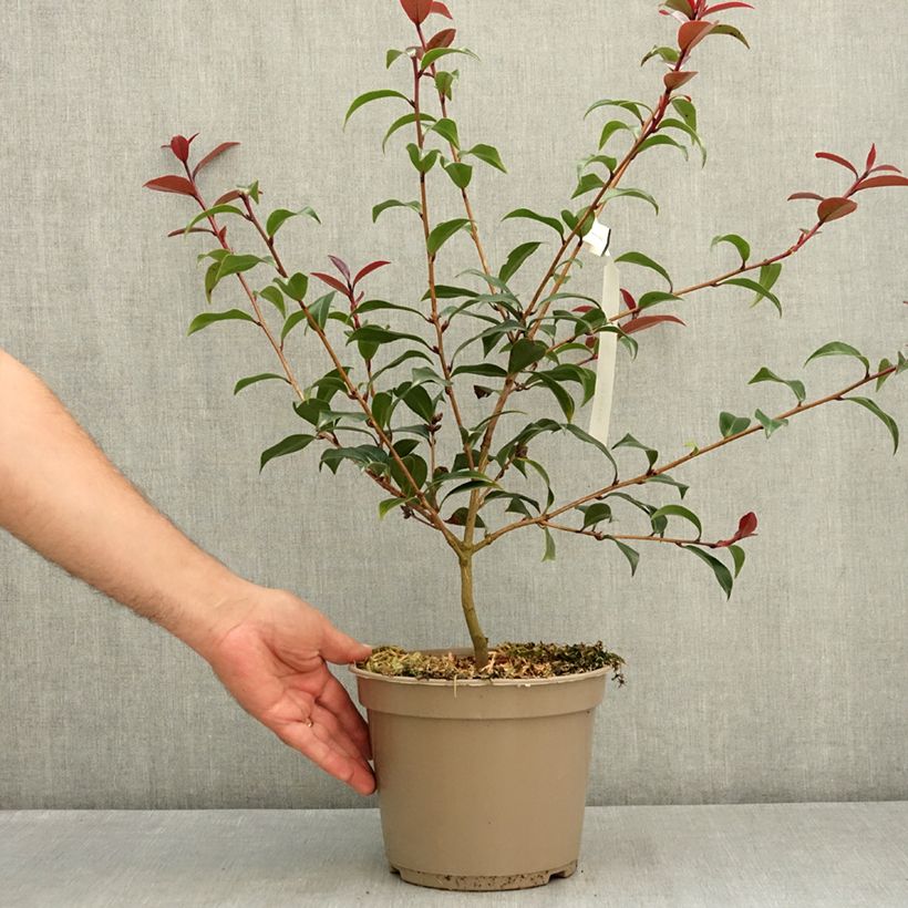 Camellia williamsii Night Rider 4L/5L pot sample as delivered in summer