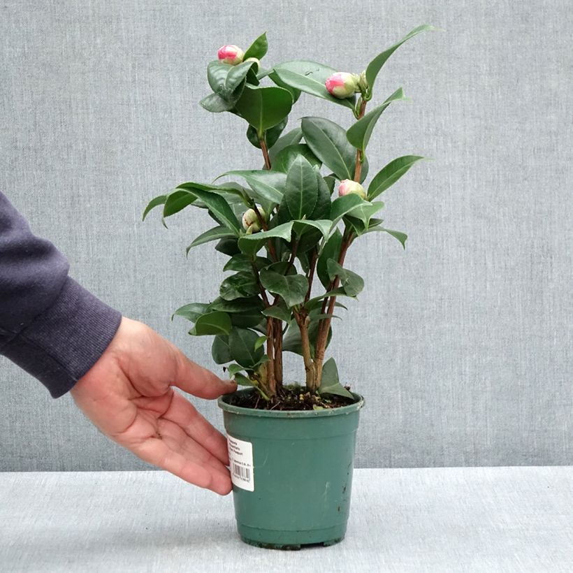 Camellia japonica Nuccio's Cameo 12cm pot sample as delivered in spring
