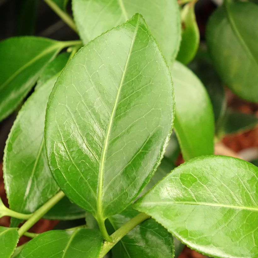 Camellia japonica Nuccio's Cameo (Foliage)