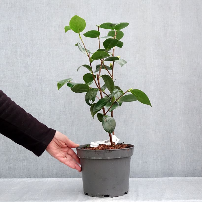 Camellia japonica Nuccio's Gem 2L/3L pot sample as delivered in autumn