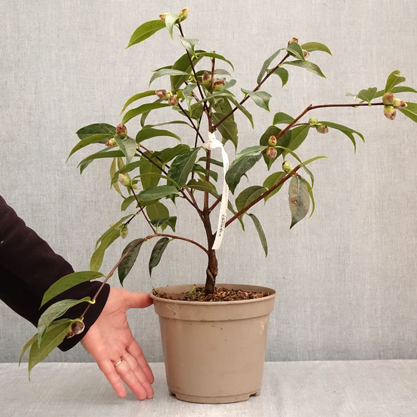 Camélia reticulé China Lady - Camellia reticulata Pot de 4L/5L sample as delivered in autumn