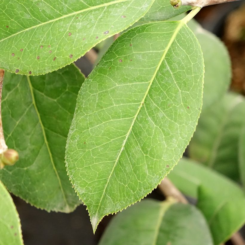 Camellia x reticulata Dr Clifford Parks (Foliage)