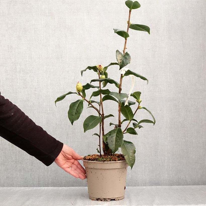 Camellia x reticulata Dr Clifford Parks 4L/5L pot sample as delivered in autumn
