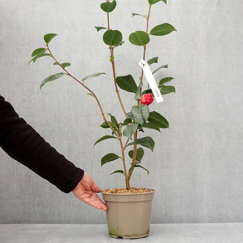 Camellia x reticulata Dr Clifford Parks 4L/5L pot sample as delivered in winter