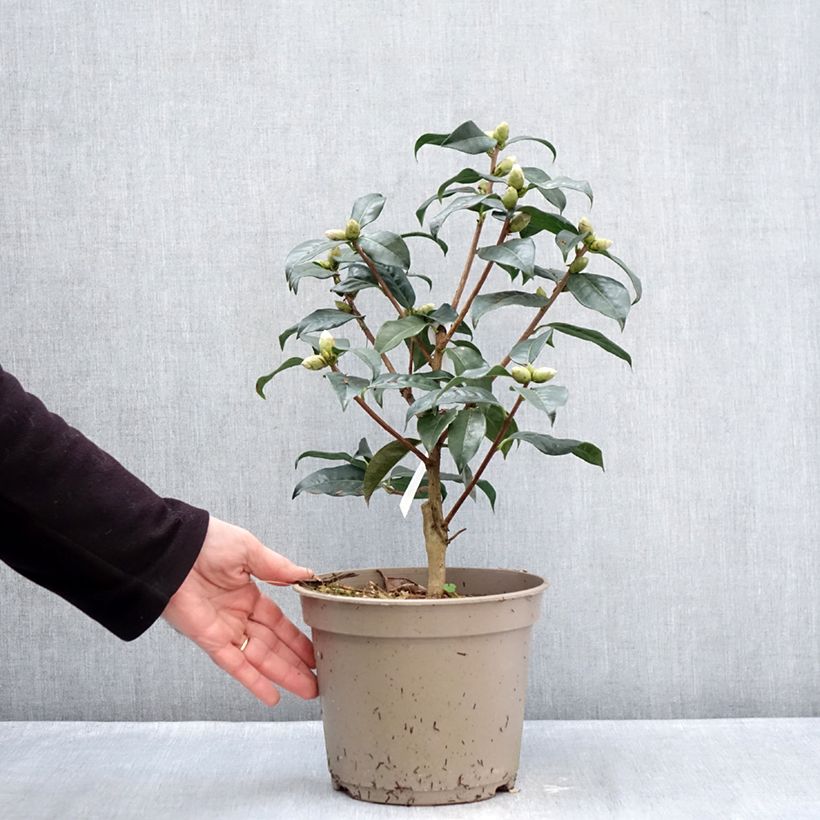 Camellia reticulata Ile Crozet 4L/5L pot sample as delivered in winter