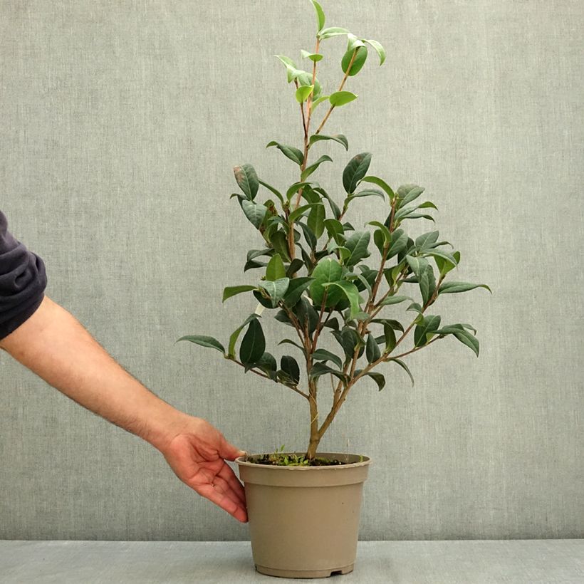 Camellia Paradise Illumination 4L/5L pot sample as delivered in summer