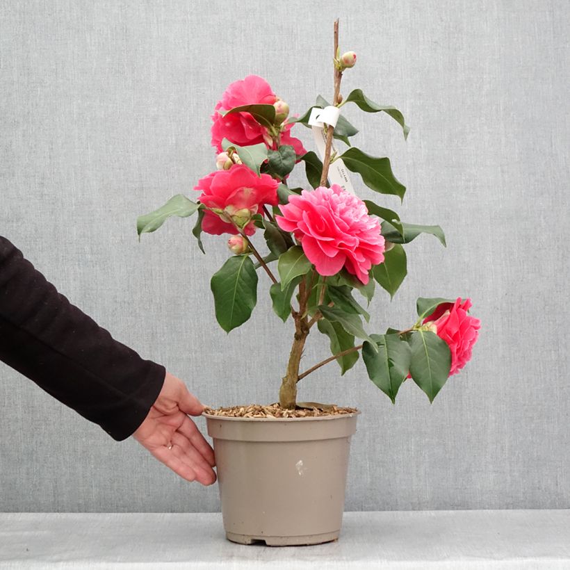 Camellia x reticulata Larry Piet 4L/5L pot sample as delivered in spring