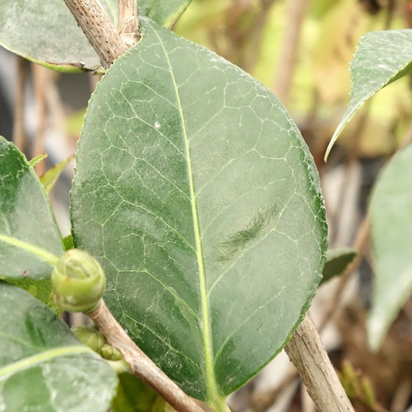 Camellia x reticulata Lasca Beauty (Foliage)