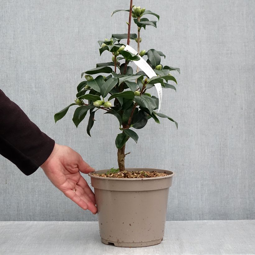Camellia x reticulata Lovely Lady  4L/5L pot sample as delivered in autumn