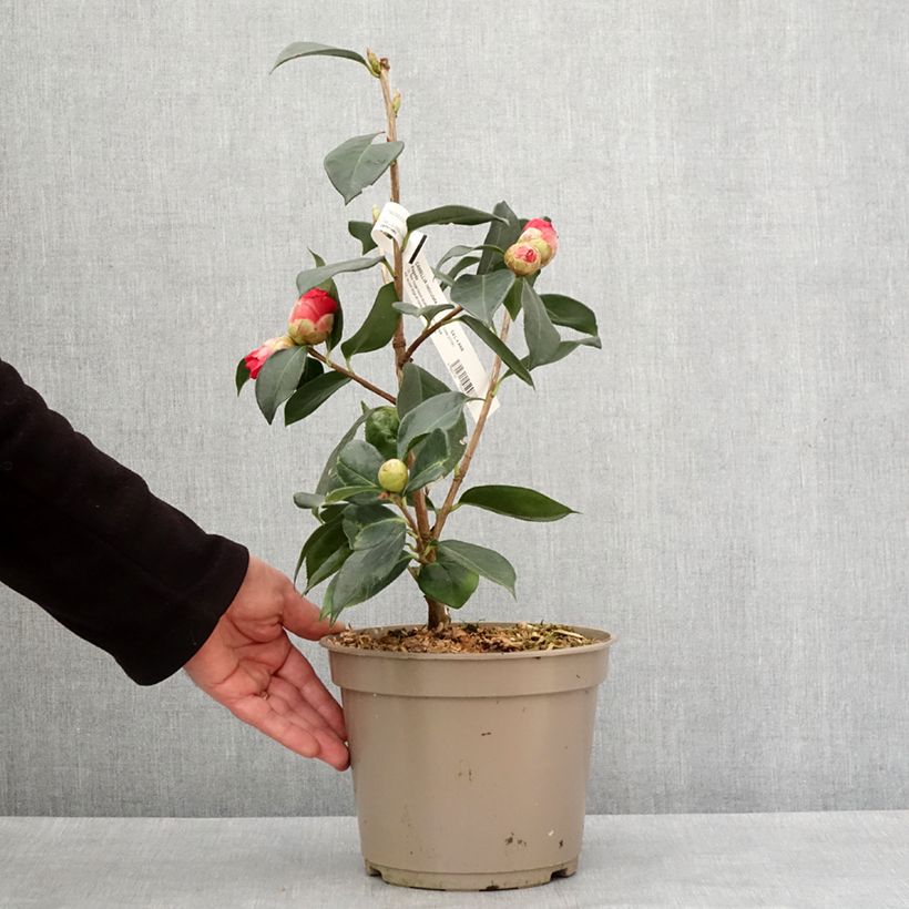 Camellia x reticulata Pagoda 4L/5L pot sample as delivered in winter