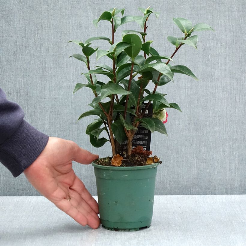 Camellia japonica Roger Hall 12cm pot sample as delivered in spring
