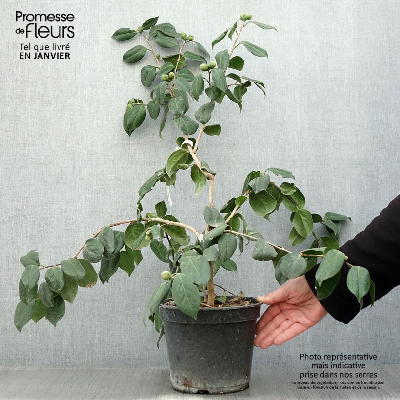 Camellia japonica Sanpei Tsubaki 4L/5L pot sample as delivered in winter