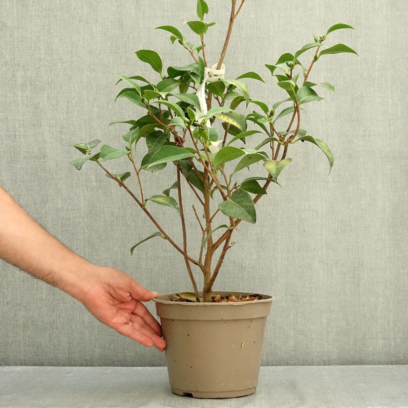 Camellia japonica Spring Formal 4L/5L pot sample as delivered in summer