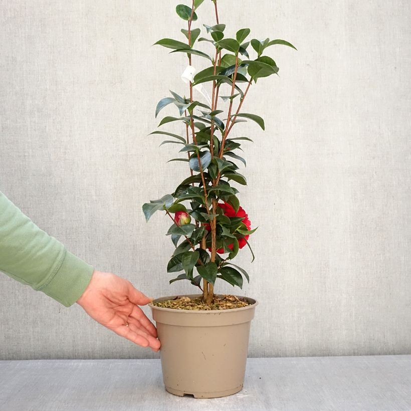 Camellia japonica Stromboli® - Japanese Camellia 4L/5L pot sample as delivered in winter