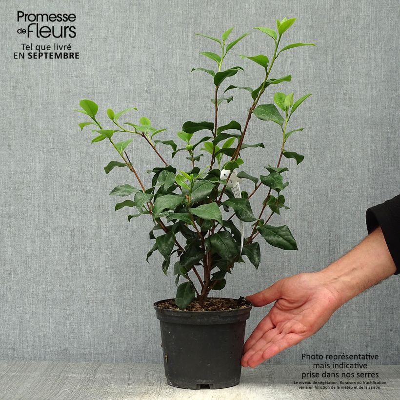 Classic Camellia - Camellia japonica Sweet Olive 2L/3L pot sample as delivered in autumn