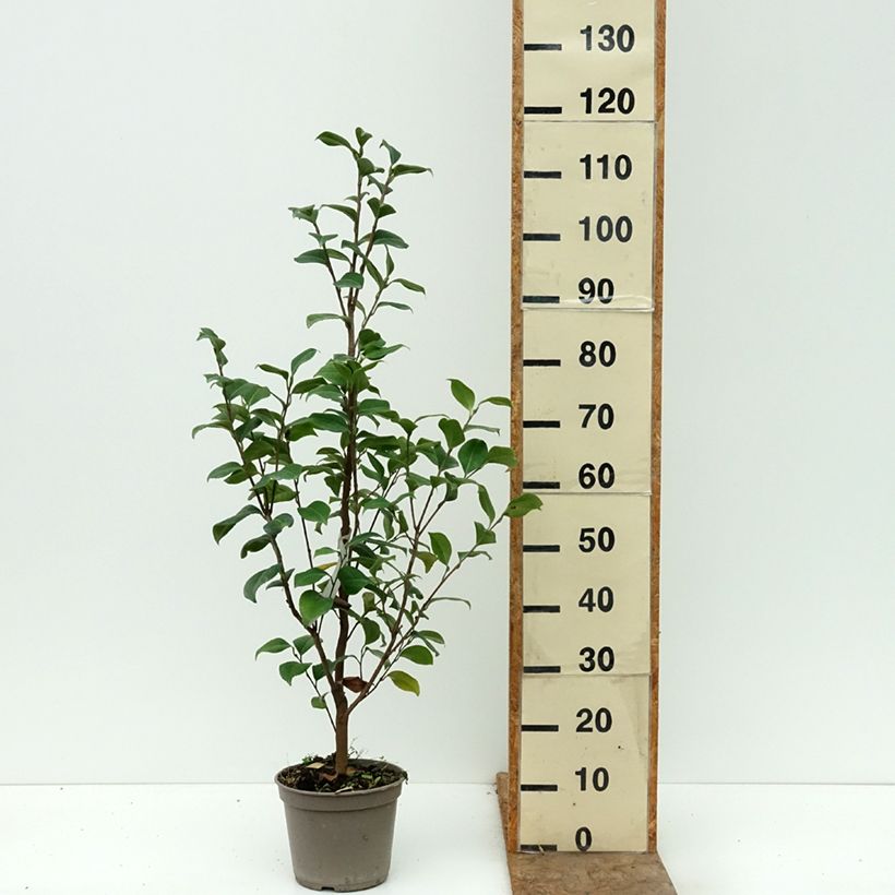 Camellia japonica Tada Meibi 4L/5L pot sample as delivered in autumn